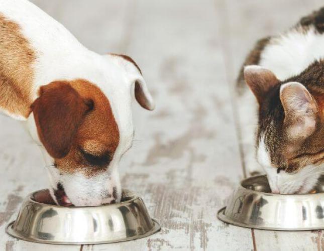 Weight Management and Nutrition in Pets: A Balanced Approach