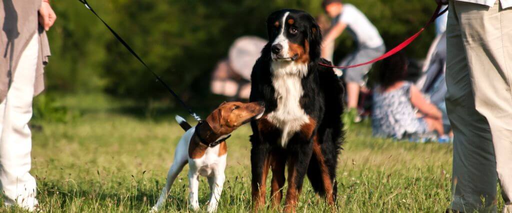 How to Introduce Dogs to Each Other: Expert Tips for a Positive First Encounter