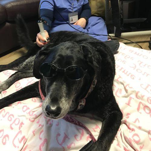 Dog receiving laser therapy 