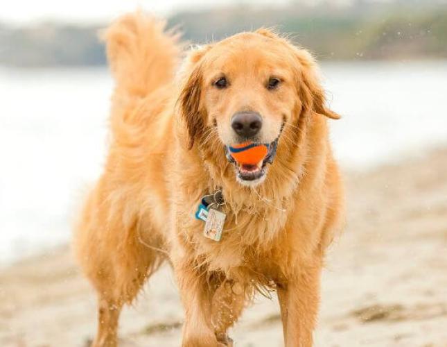 Avoiding Water, Sand, and Algae Risks that Can Put a Damper on Your Dog’s Summer Fun