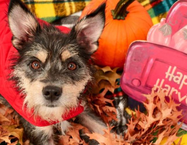 Fall Pet Danger: Autumn Alert: Navigating Fall Pet Dangers and Keeping Your Furry Friends Safe