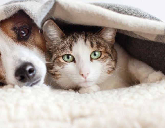 Unwrapping the Joy: 7 Reasons to Adopt a Senior Pet During the Holidays