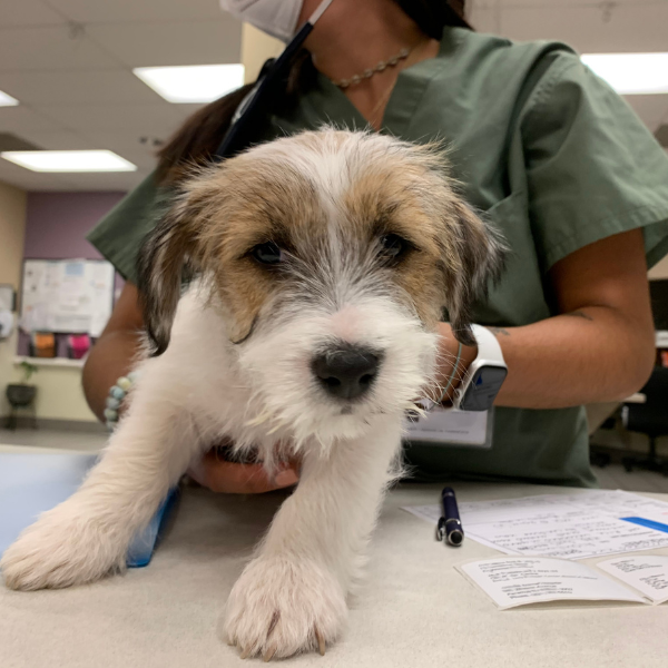 Emergency Services at Oradell Paramus Emergency Vet
